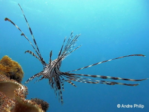 "Approach to intercept" - The imposing lionfish
Moalboal... by Andre Philip 